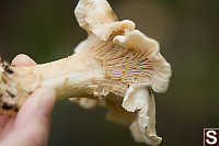 White Chanterelles