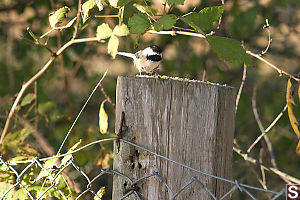 Chickadee On Fence Post 