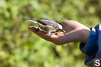 Chickadee Trying Seed