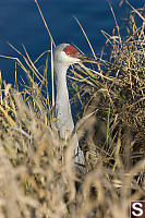 Sandhill Crane With Water Behind Hg