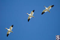 Snow Geese Flying Overhead