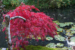 Bright Red Maple Tree Over Pond