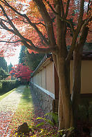 Maple Trees Outside Gate