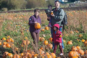 Out Picking Pumpkins