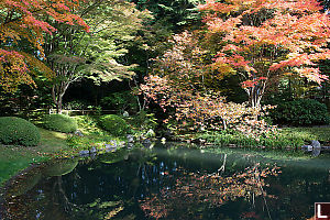 Reflected Trees In Bright Spot