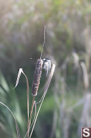 Chickadee Pulling The Stuffing From A Cattail