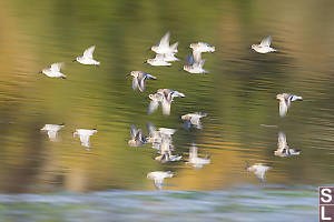 Dunlin Reflected With Fall Colours