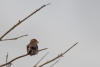 Northern Shrike, Great Grey Shrike