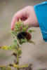 banded woollybear