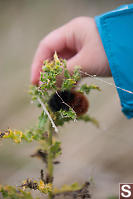 Claira Found Caterpillar