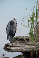 Great Blue Heron Showing Rule Of Thirds