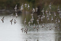 Long Billed Dowitchers In Flight