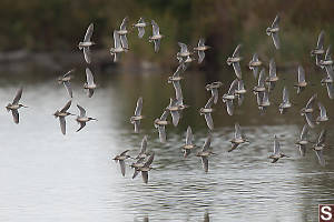 Long Billed Dowitchers In Flight