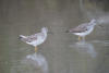 Greater Yellowlegs