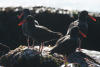 Black Oystercatchers With Glowing Beaks