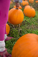 Carrying Pumpkin