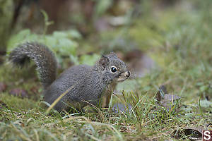 Douglas Squirrel In Grass