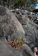 Goose Tongue Growing In Rocks