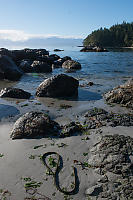 Kelp Washed Up On Sandy Beach