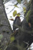 Red-breasted Sapsucker