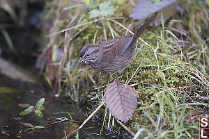 Song Sparrow