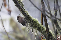 Pacific Wren