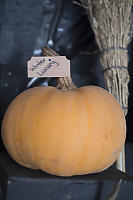 Winter Luxury Pumpkin