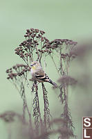 American Goldfinch In Common Tansy