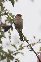 House Finch In Hawthorn