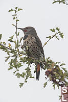 Northern Flicker In Hawthorn