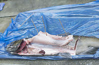 Salmon Disected