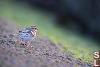 Savannah Sparrow At Sunrise