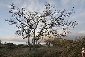 Four Oak Trees Without Leaves