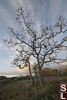 Four Trees Next To Trail