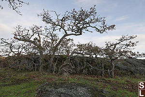 Line Of Stunted Oak Trees Behind Rock