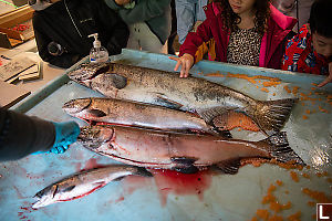 Chinook Female And Male Coho And Coho Jack