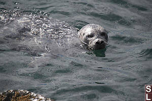 Harbour Seal