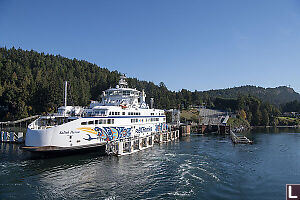 Salish Heron In Dock