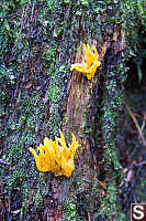 Coral Fungus