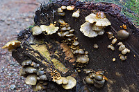Log End With Fungus