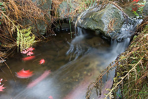 Streaking Red