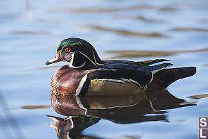 Male Wood Duck Reflected
