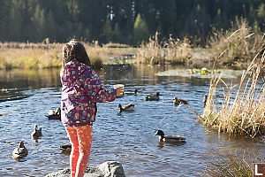 Nara Throwing Food At Ducks