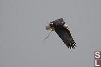 Bald Eagle Flying With Bird Remains
