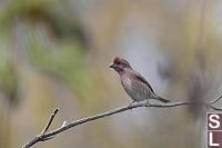 Purple Finch Male