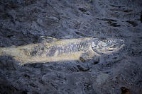 Dead Salmon In River
