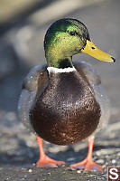 Mallard Hoping For Food