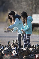 Nara Feeding Ducks