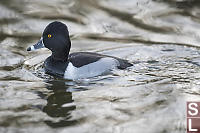 Ring-necked Duck Male