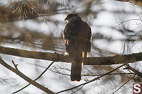 Coopers Hawk On Branch